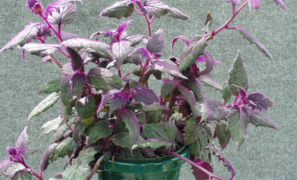 Гинура плетеносная