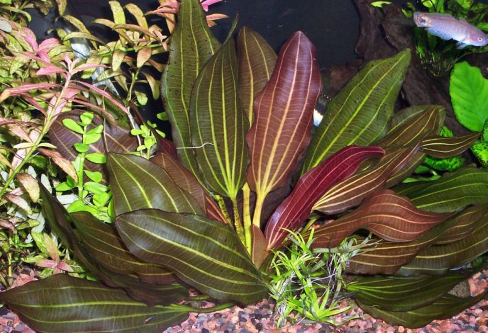 Эхинодорус красный