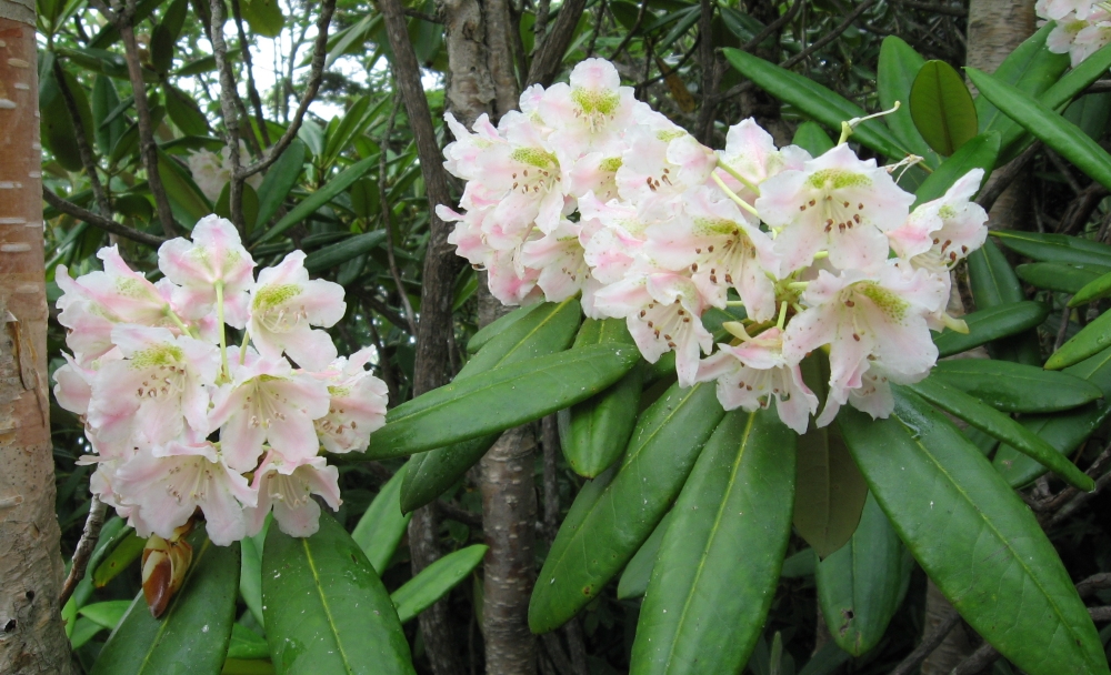 Рододендрон