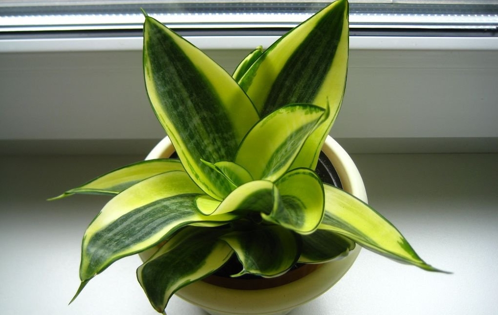 Сансевиерия