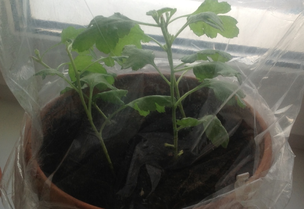 Черенки хризантем