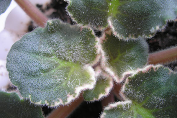 Листья фиалки