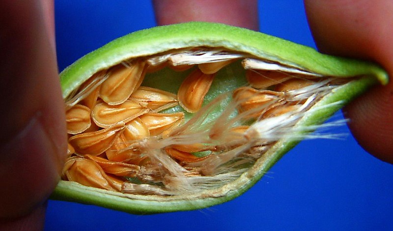 Семена пахиподиум