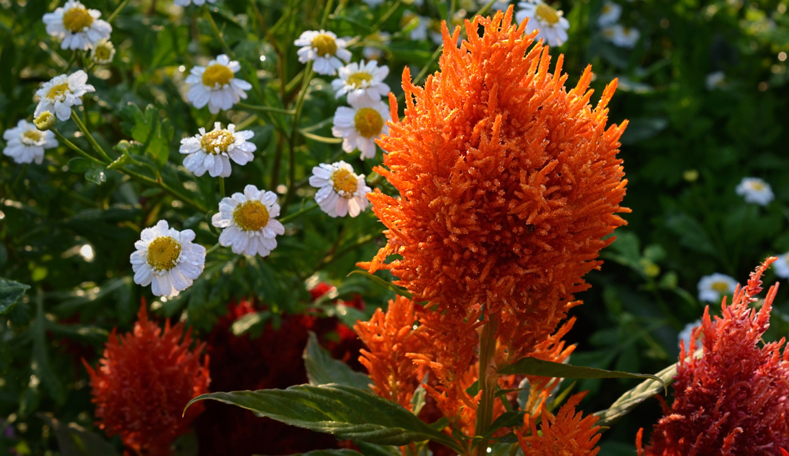 Целозия серебристая перистая