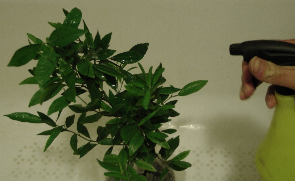 Опрыскивание