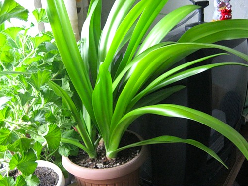 Гименокаллис и болезни