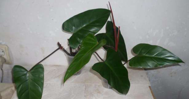 Особенности размножения филодендрона