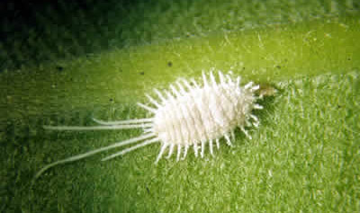 Вредители бугенвиллии