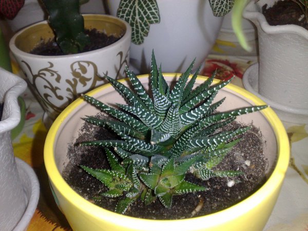 Полосатая хавортия