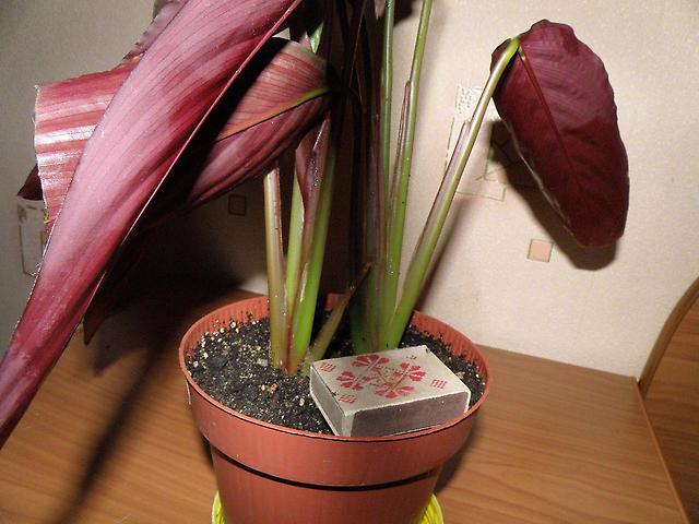 Как ухаживать за комнатным растением строманта