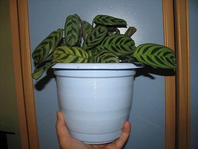 Уход за ктенантой в домашних условиях