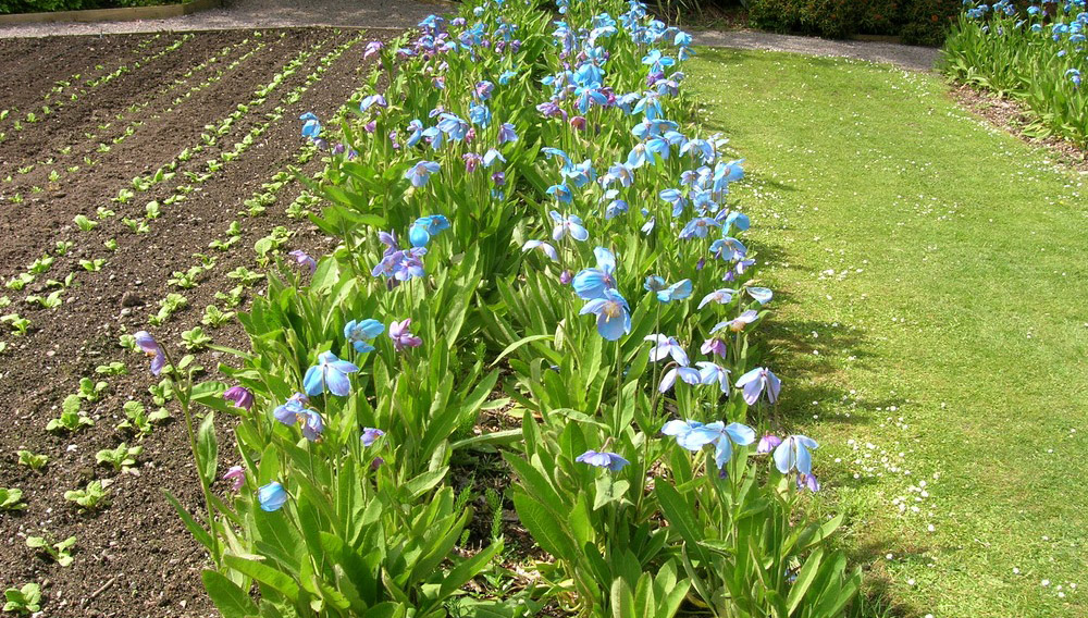 Гималайский мак меконопис