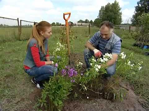 Пересадка флоксов