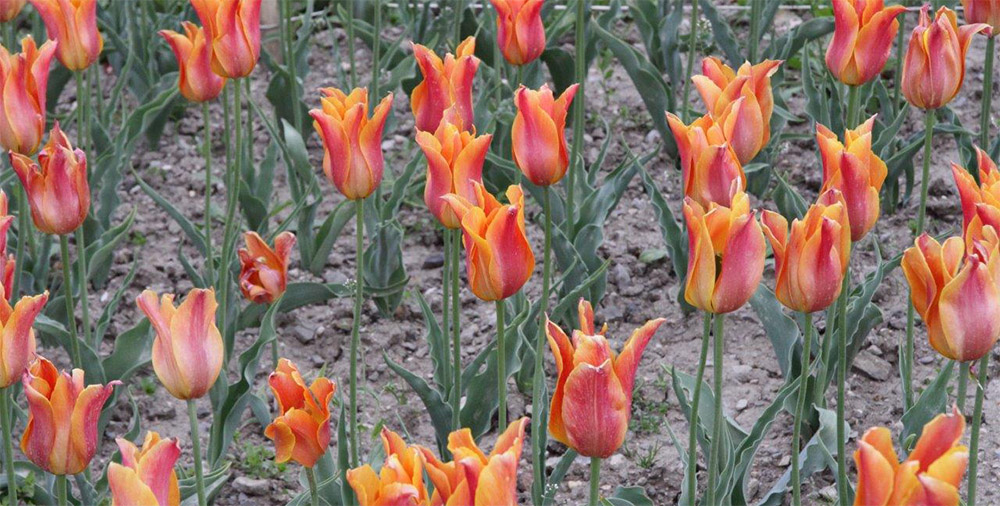 Тюльпаны Ballerina