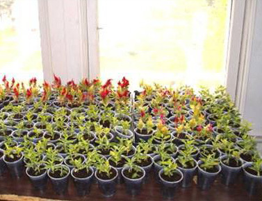 Целозия перистая, рассада