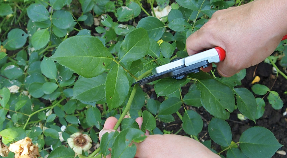 Обрезка роз