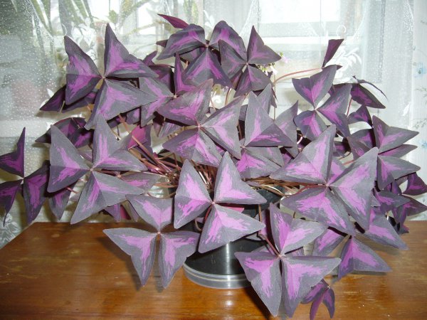 Уход за кислицей в домашних условиях