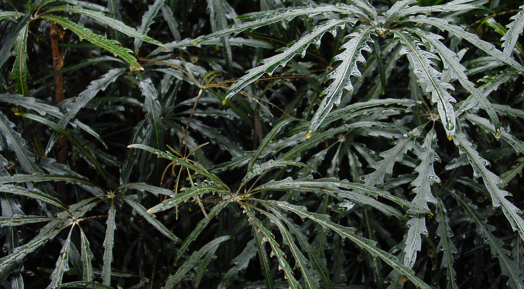 Дизиготека элегантная