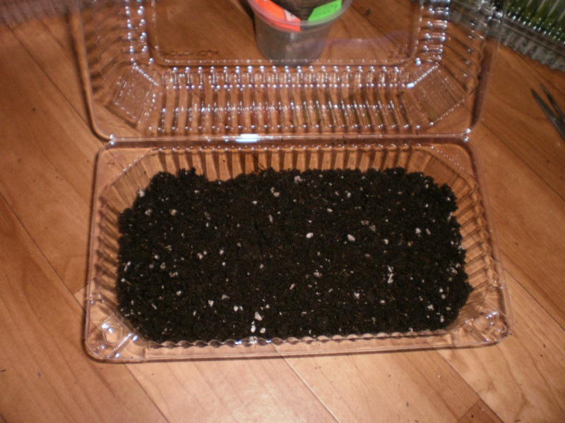 Удобрение для глоксинии