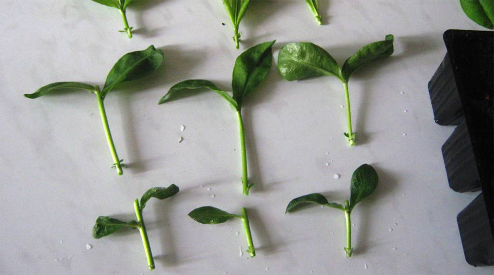 Черенки флоксов