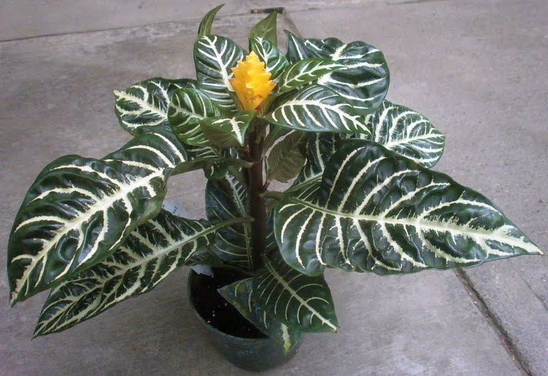 Уход за комнатным растением афеландра