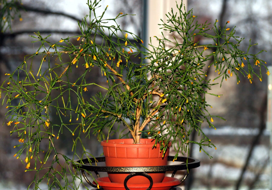 Полив кактуса хатиоры