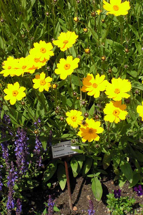 Кореопсис в открытом грунте