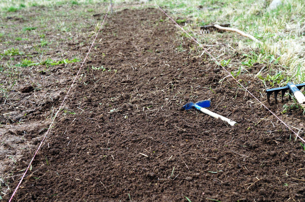 Посадка альстремерии золотистой