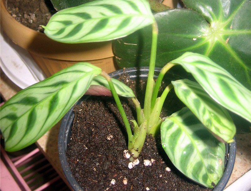 Условия содержания ктенанты