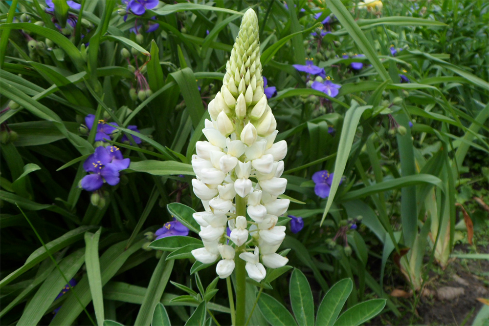 Люпин белый