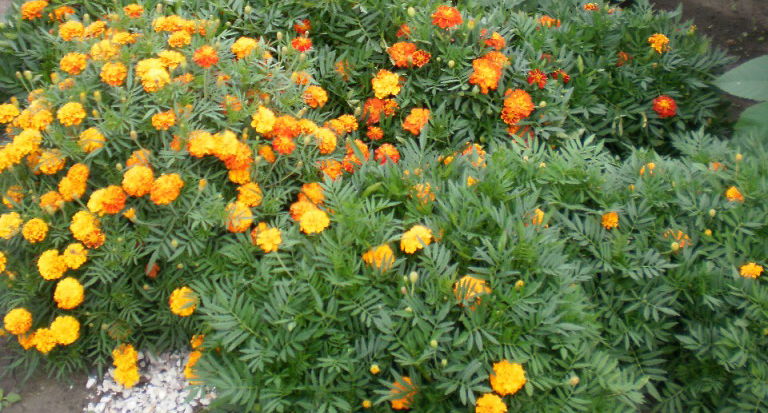 Цветы тагетес