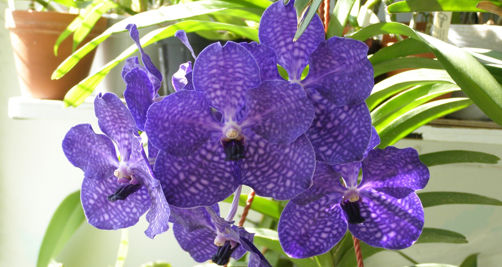 Ванда голубая