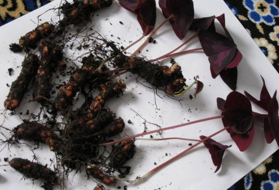 Посадка оксалиса и размножение