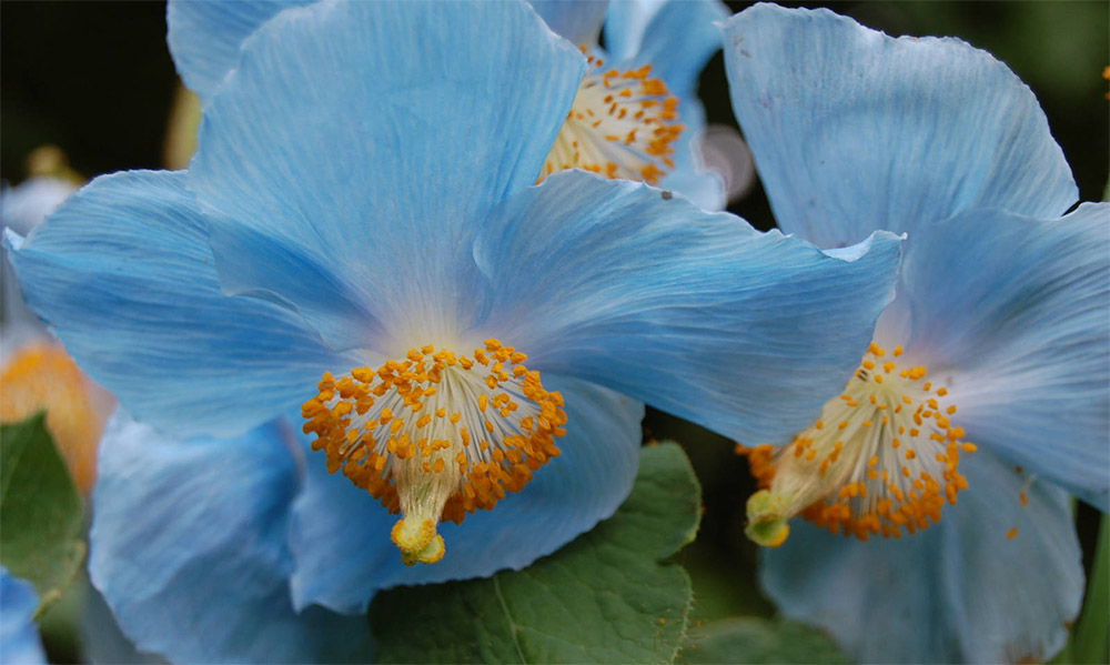 Меконопсис буквицелистный