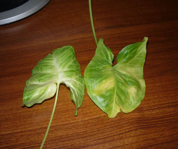 Желтые листья признак того, что растение залили водой либо освещение слишком яркое