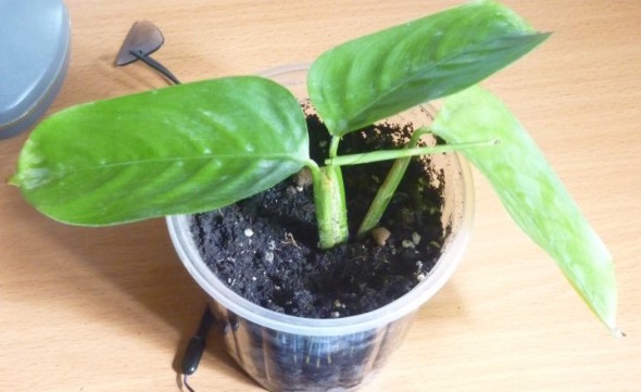 Размножение комнатного растения ктенанта