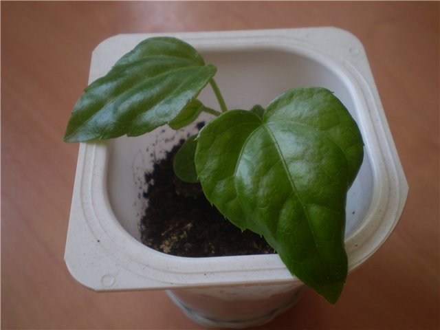 Размножение комнатного цветка фатсия