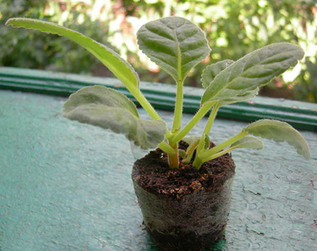 Пересадка глоксинии