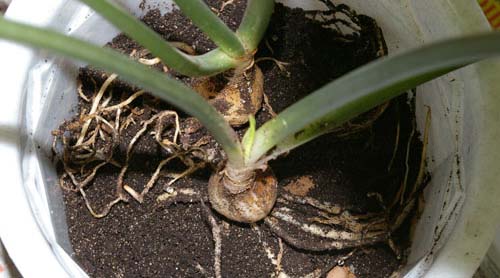 Пересадка комнатного растения эухарис