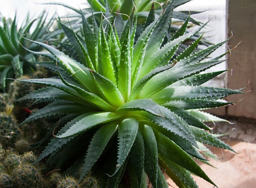 Как правильно ухаживать за комнатным цветком хавортия