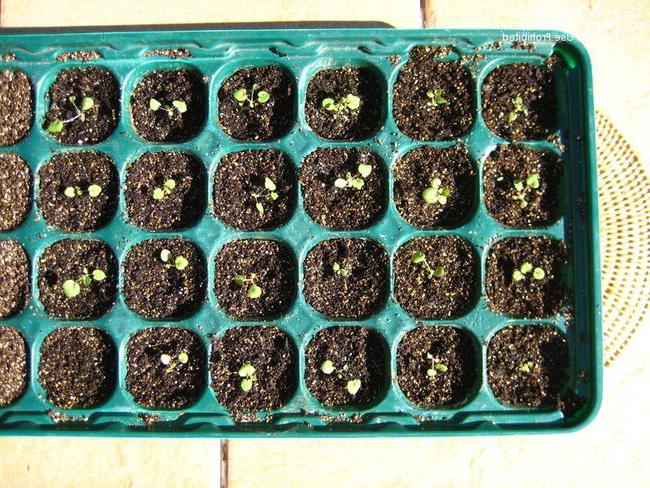 Размножение цветов камнелока