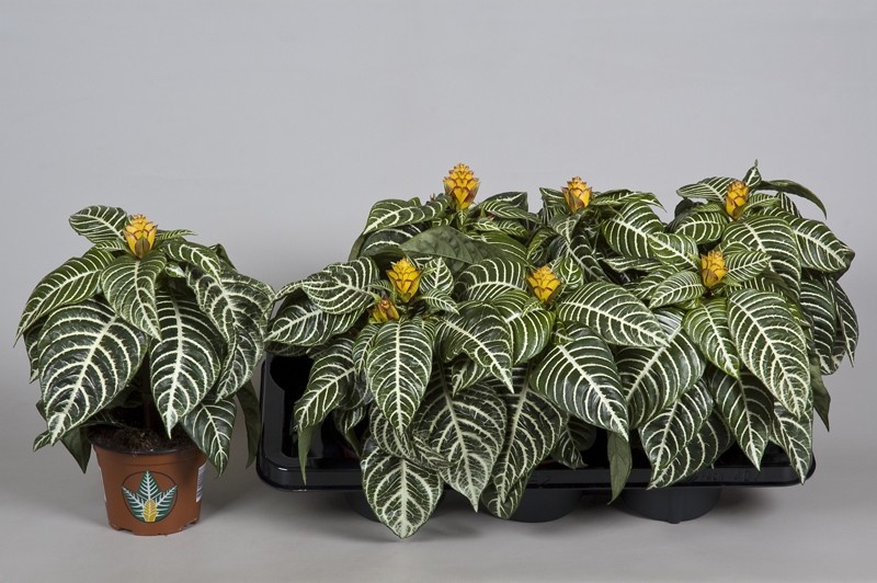 Способы размножение комнатного цветка афеландра