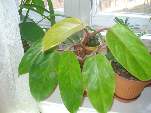 Почему у филодендрона желтеют листья?