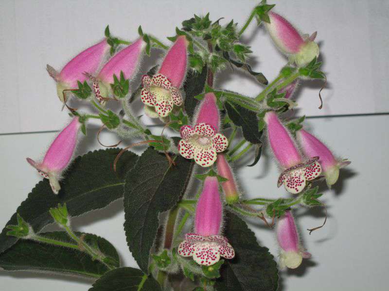 Уход за комнатным растением колерия