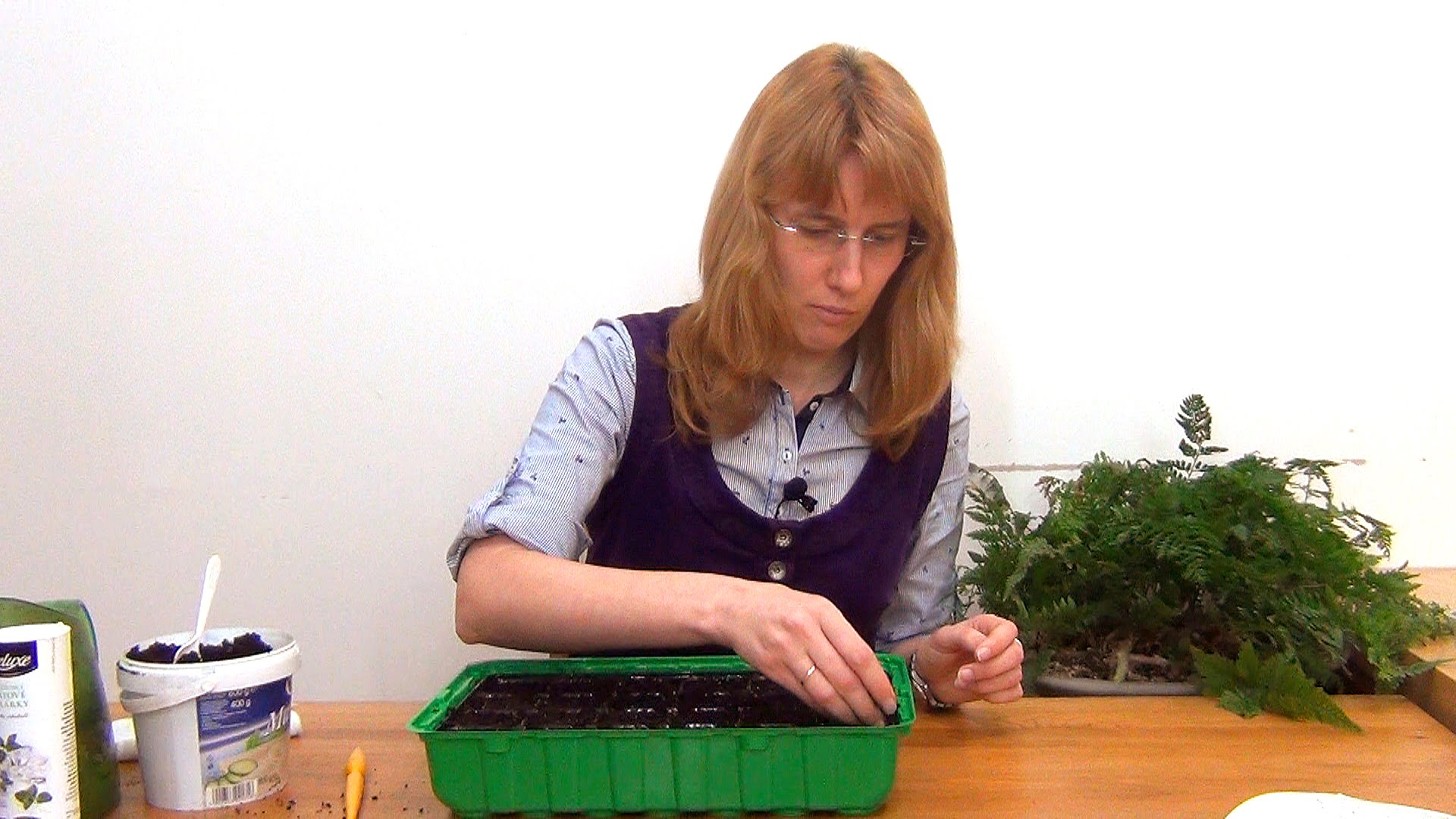 Посев семян космеи