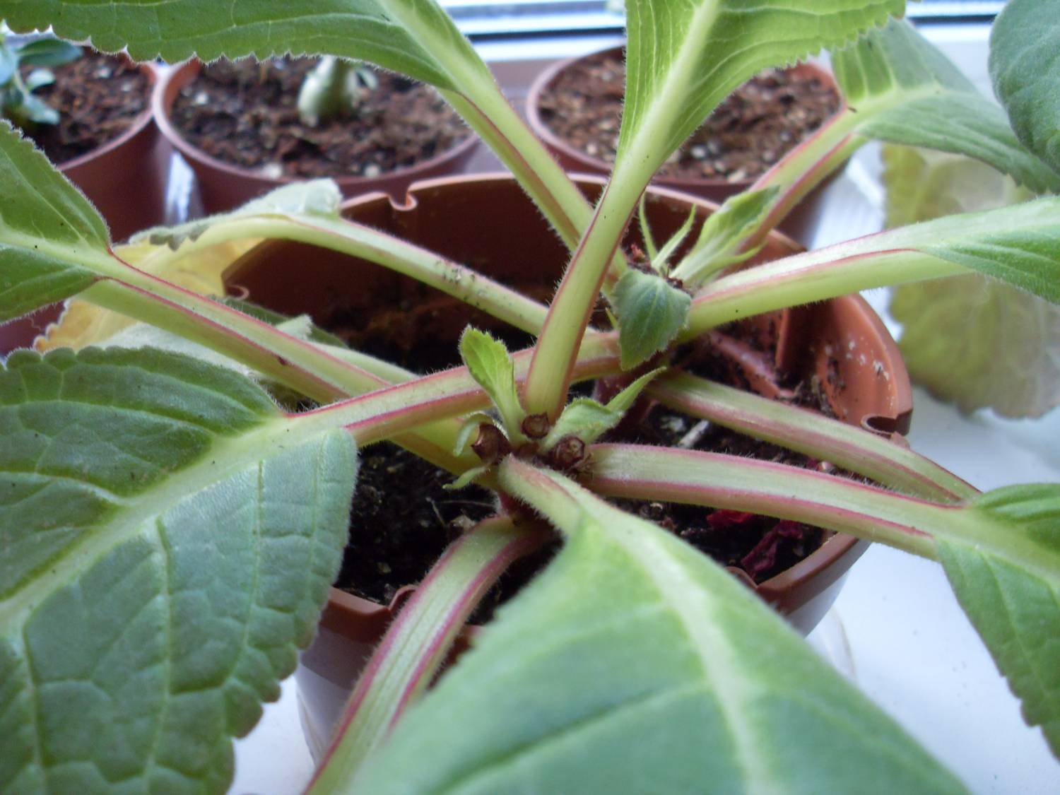 Глоксиния отцвела