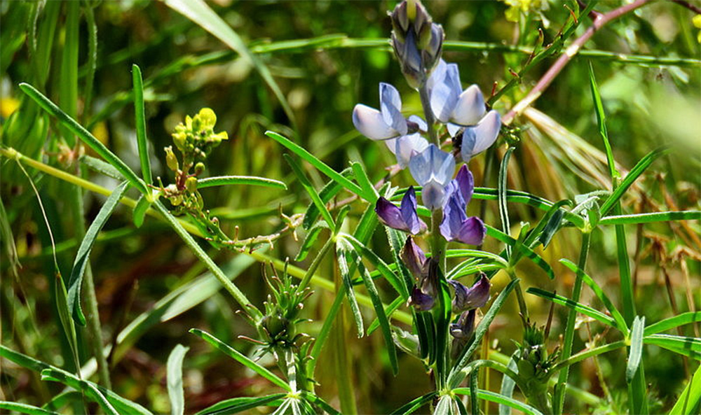 Люпин синий (узколистный)