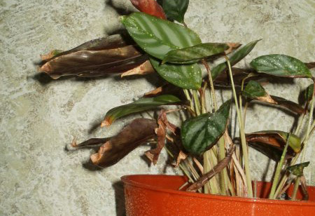 Болезни ктенанты