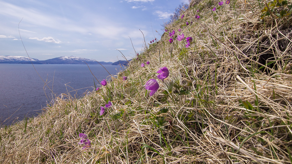 Прострел многонадрезный