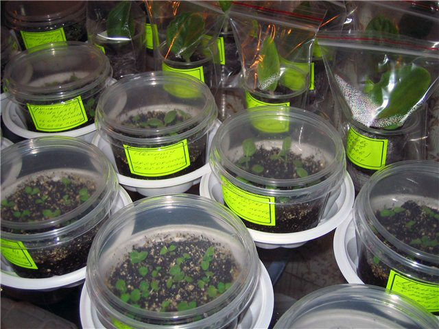 Размножение домашнего цветка глоксиния семенами